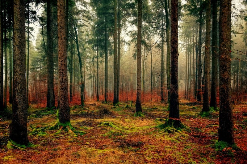 Moss-covered Forest