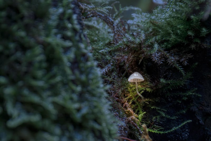 Moss-covered Altar